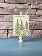 Vintage Botanical Fern Print - Nature-Inspired, Rustic Shelf Accent